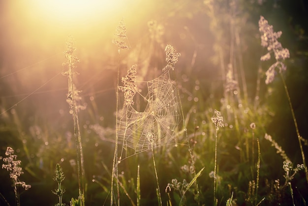 Plants with web