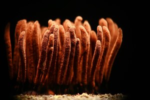 plasmodium mold fungi, microscope close-up little life, unusual fungi mold in the forest