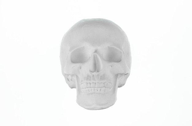 Cranio umano in gesso isolato su sfondo bianco