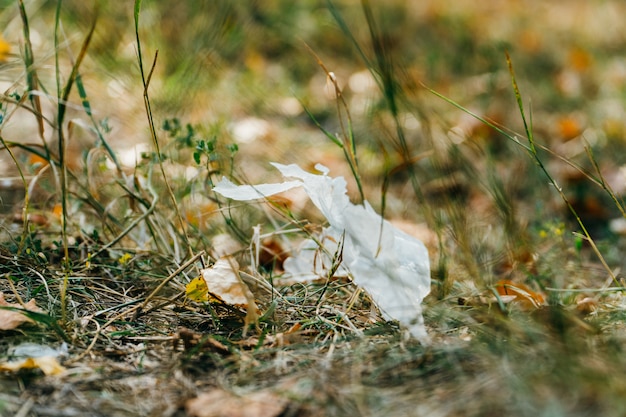 Plastic bag in grass.