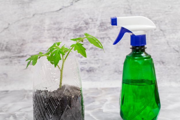 Plastic blikje met een groene tomatenzaailing