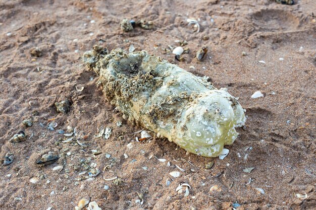 A plastic bottle overgrown with shells on the seashore plastic garbage in the sea environmental