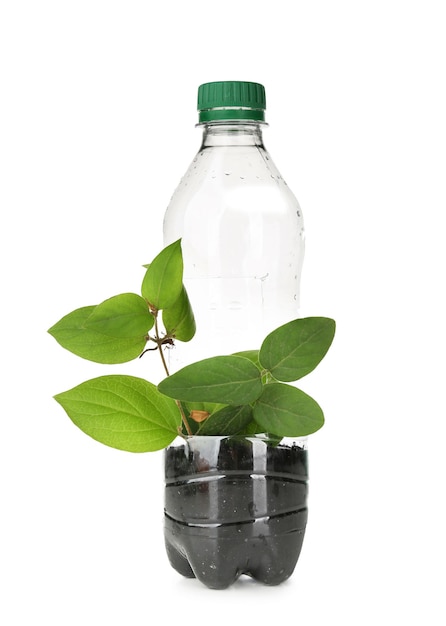 Plastic bottle used as container for growing plant on white background