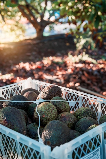 kiwifarms net kiwifarms net