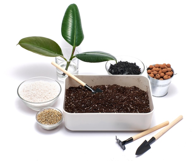 Plastic box with substrate soil for ficus elastica transplanting isolated on white background