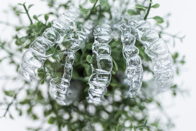 Plastic braces dentistry retainers for teeth straightening hanging on green leaves of indoor plant