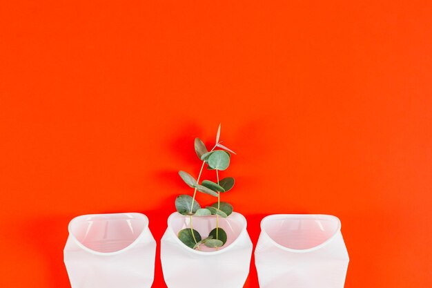 Plastic crumpled glasses with a eucalyptus branch on a red background