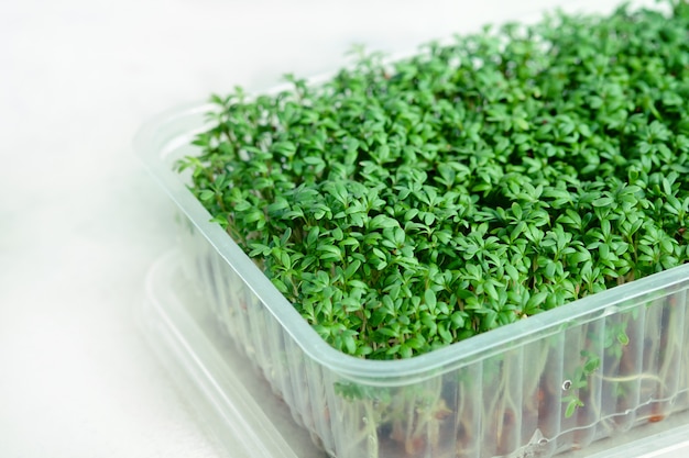 Plastic doos met groeiende microgreens van waterkers