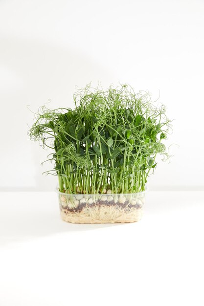 Plastic doos met microgreen spruiten van groene erwt geïsoleerd op een witte achtergrond Vooraanzicht close-up