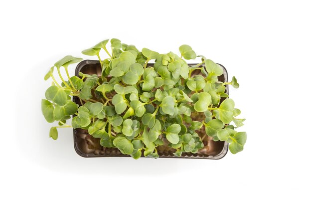 Plastic doos met microgreen spruiten van radijs geïsoleerd op een witte ondergrond