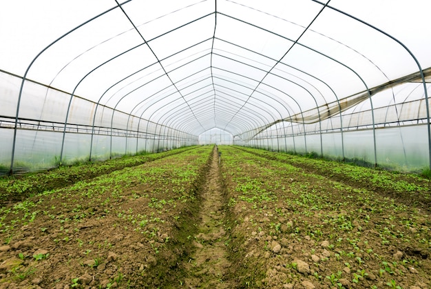 Plastic greenhouses