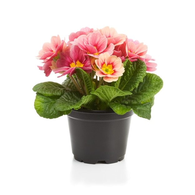 Plastic growing pot with primula flowers on white background