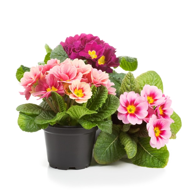 Plastic growing pots with primula flowers in the spring