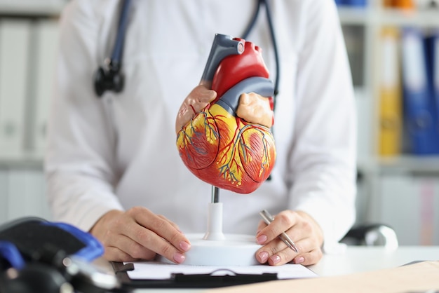 병원의 플라스틱 심장 모델은 심장 전문 진단을 확인합니다.