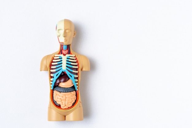 Plastic mensendummy met interne organen