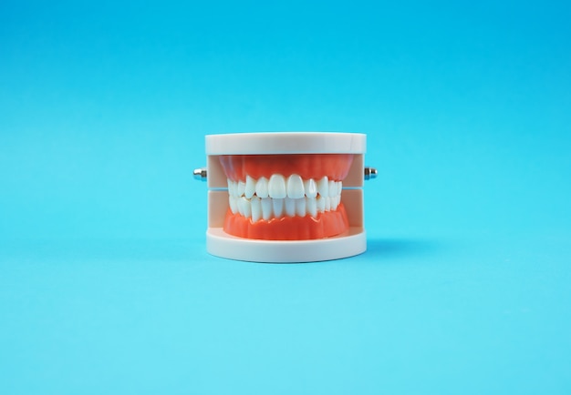 Plastic model of a human jaw with white teeth on a blue background, close up