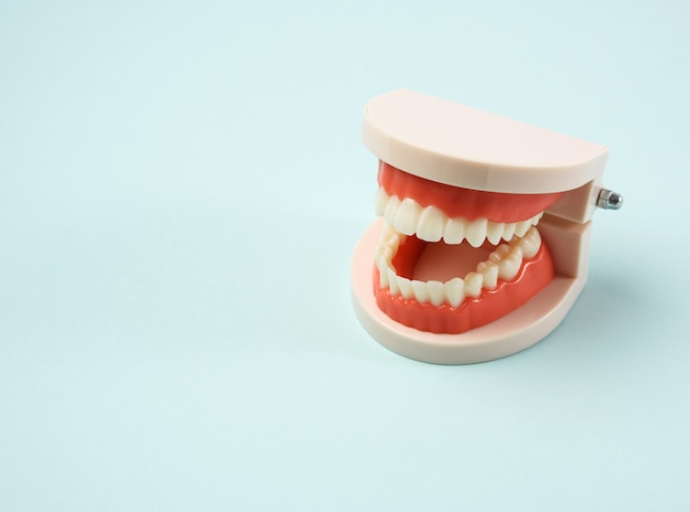 Plastic model of a human jaw with white teeth on a blue background, copy space