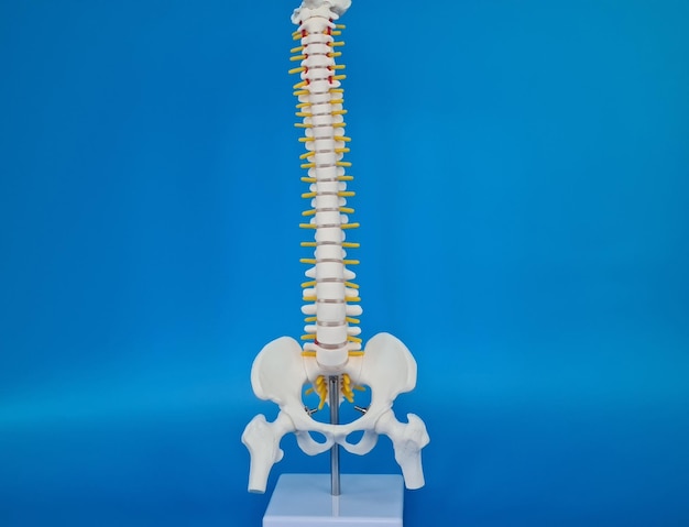 Plastic model of human spine on blue background