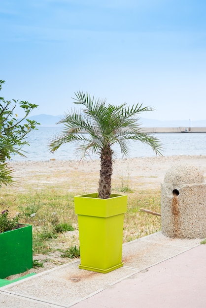 Plastic pot with small palm tree on cement ground and sun light in evening