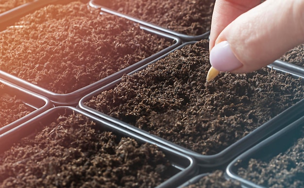 Foto vasi di plastica con terra preparati per piantare semi su piantine la mano piantare semi nel gro