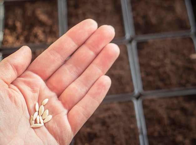 plastic pots with earth prepared for planting seeds on seedlings Seeds in the palm of your hand