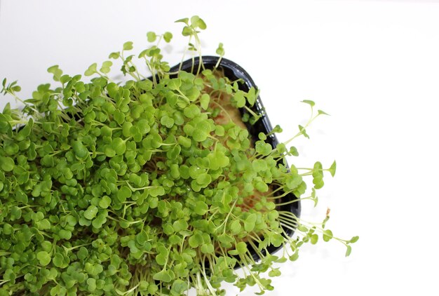 Plastic Tray With Hydroponic Substrate For Growing Microgreens Isolated On White