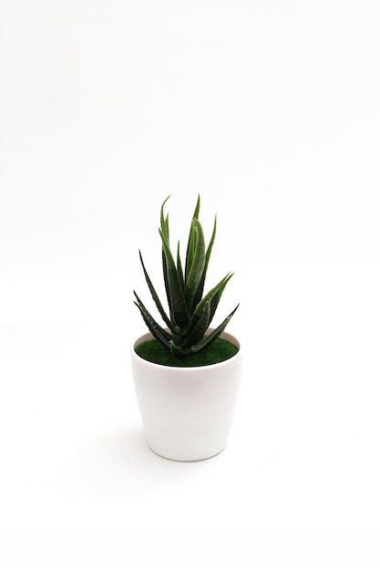 plastic tree in a pot on a white background