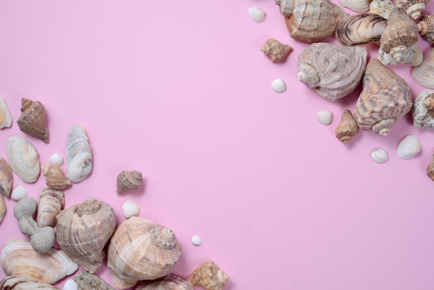 Plat lag, bovenaanzicht van verschillende soorten schelpen op roze achtergrond.