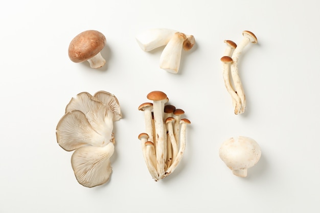 Plat lag met verschillende paddestoelen op wit, bovenaanzicht