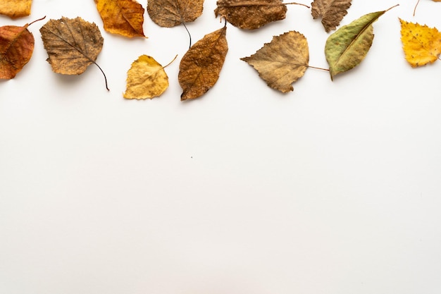 Foto plat lag samenstelling van herfstbladeren op een witte achtergrond. indeling. plaats onder de tekst