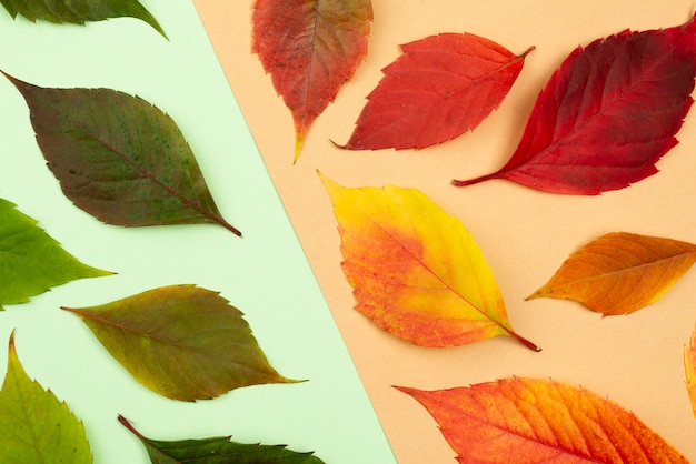 Foto plat leggen van assortiment van gekleurde herfstbladeren