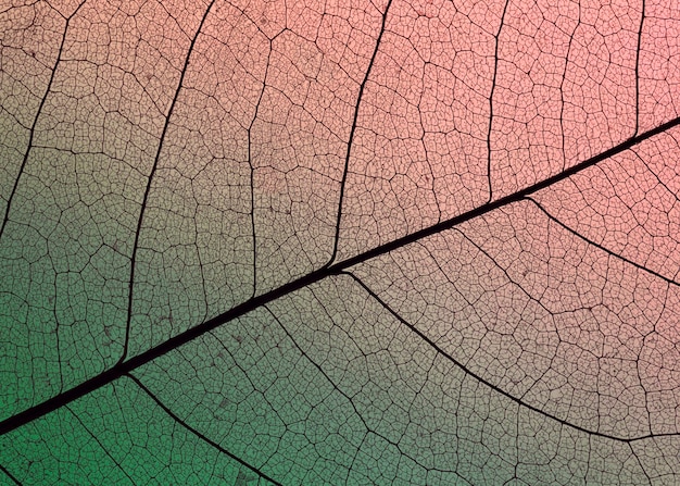 Plat leggen van doorschijnend blad met gekleurde tint