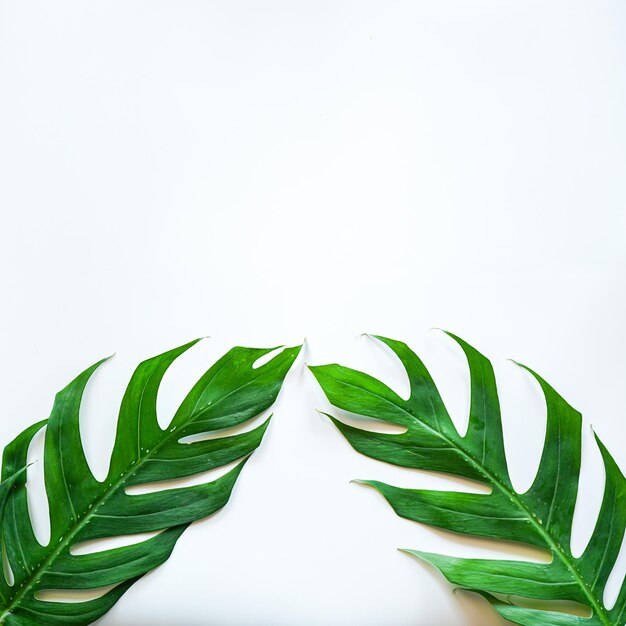Plat leggen van groen tropisch Monstera-blad op witte achtergrond met kopieerruimte
