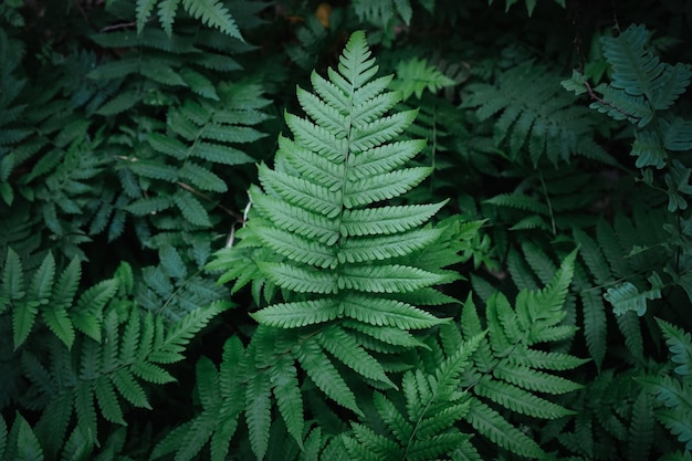 Plat leggen van natuurlijke groene varenbladeren in het bos met vintage filter