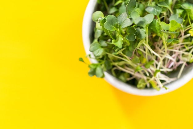 Plat leggen. Vers geoogste radijs microgreens in een kom.