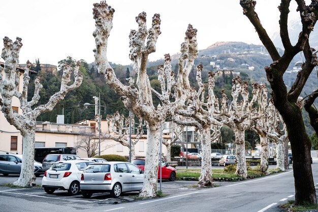 Plataan steegje zonder bladeren in menaggio como italië