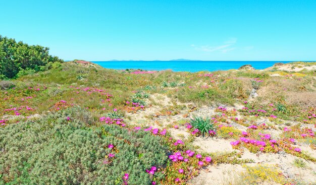 Platamona beach in springtime Sardinia