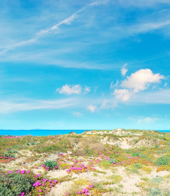 Platamona strand in de lente Sardinië