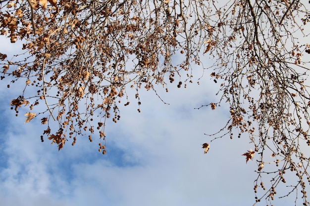 Platanus in autumn