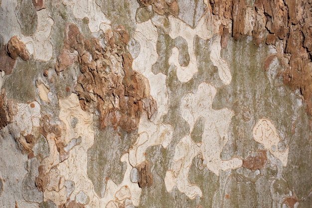 Platanus occidentalis boomschors textuur close-up. Een boom die schors afstoot. Het patroon is vergelijkbaar met een militair camouflagepatroon.