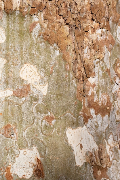 Platanus occidentalis boomschors textuur close-up. een boom die schors afstoot. het patroon is vergelijkbaar met een militair camouflagepatroon.