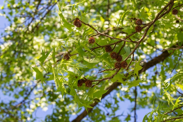 Плодовые тела Platanus platanus на дереве, похожие на рождественские украшения