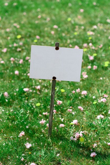 Plate on a background of green lawn. Place for text.