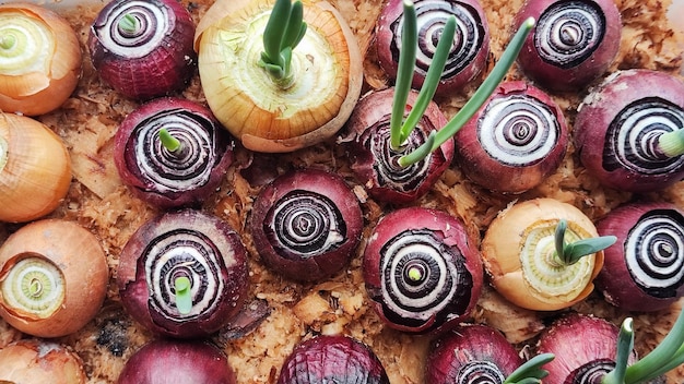 A plate of onions with a green leaf on top