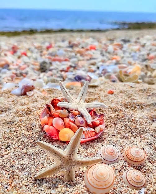 A plate of shells on a beach with a starfish on it