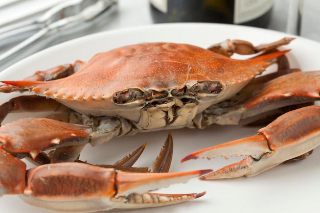 Plate with a single cooked blue crab