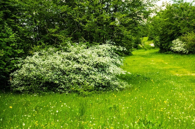 Foto plateau van retord in ain in frankrijk