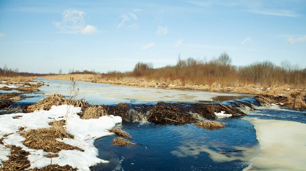 Platinum beaver on the river. Beaver platinum. Beaver built a dam.