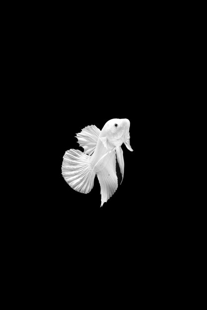 Foto pesce betta platino pesce combattente siamese betta bianco isolato su sfondo nero