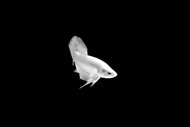 Foto pesce betta platino pesce combattente siamese betta bianco isolato su sfondo nero